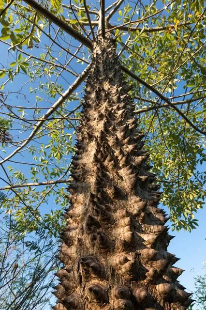 Park im. Rotmistrza Witolda Pileckiego
