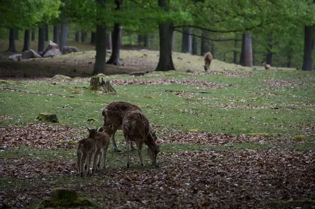 Wildpark Kaiserslautern