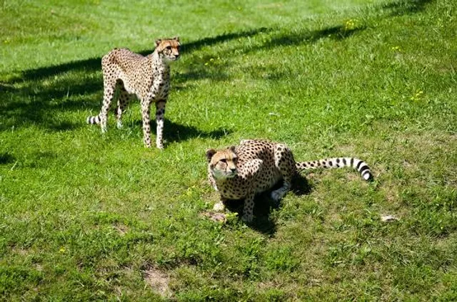 Toronto Zoo