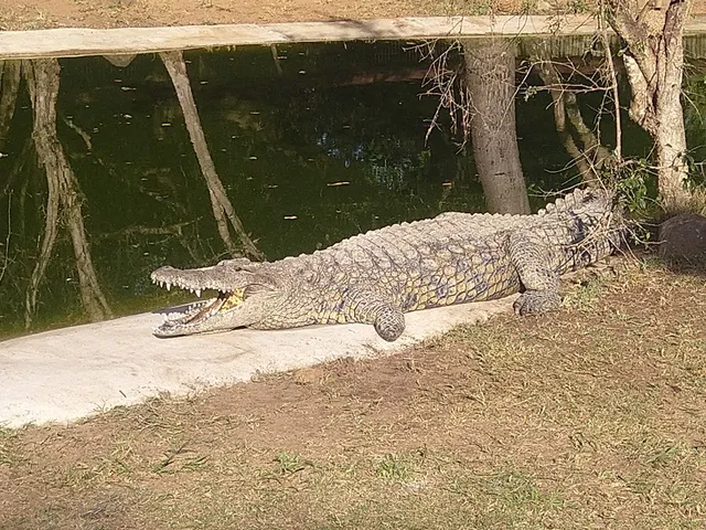 Zulu Croc