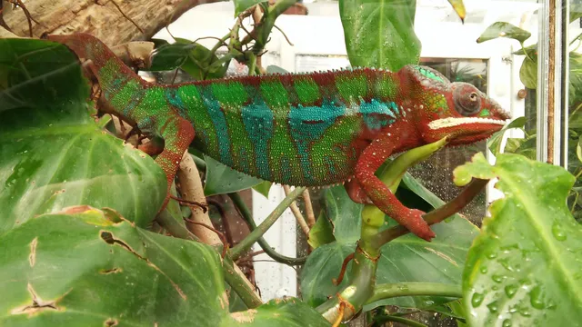 Malmös Reptile Center