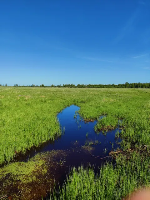 Virkkula Bird Watching Tower