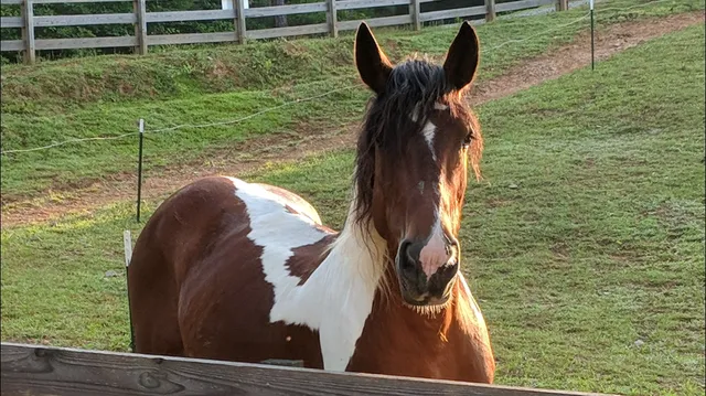 Blanche Manor @ Blissful Owl Ranch