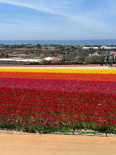 Viewing for Flower Field