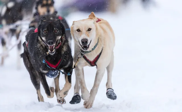 Kingmik Dog Sled Tours