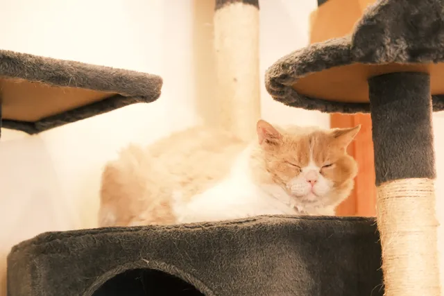 Espurresso Cat Cafe 有「意式」猫咖