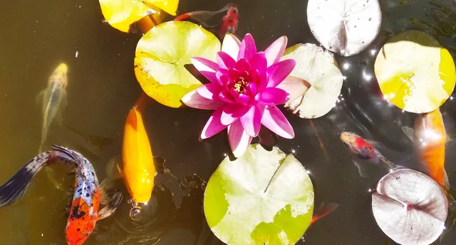 El Ventorrillo la alegría