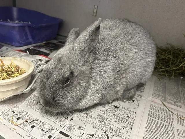 Peoria County Animal Protection Services