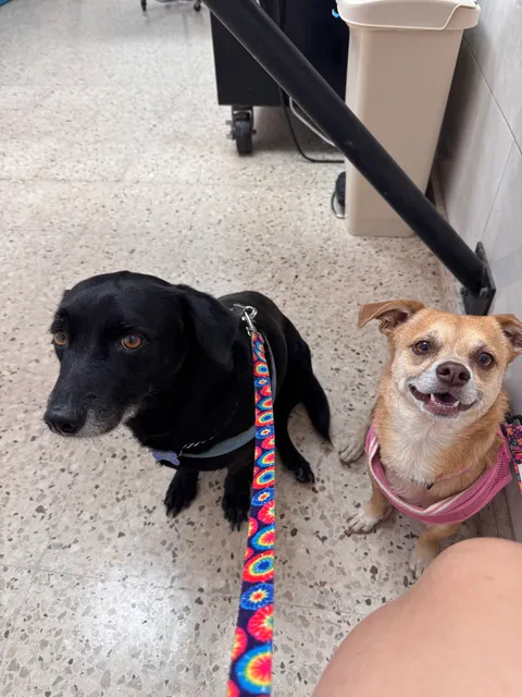 Hospital Veterinario Atenas