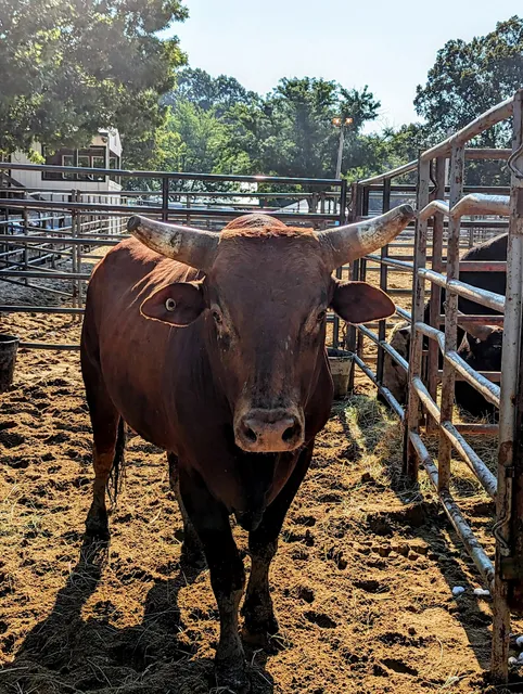 Queen Anne's County Fair