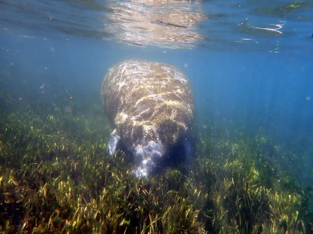 Manatee Fun: Swim with Manatee Tour in Crystal River & Homosassa