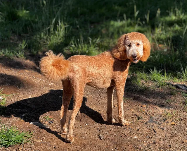 Something To Bark About