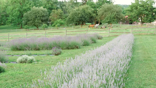 Mt Airy Lavender 123 North Mt Airy Road, Coatesville, Pa