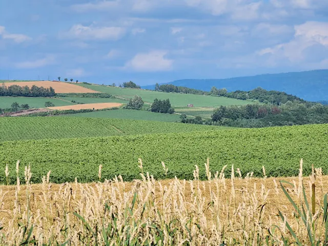 Patchwork Road (Biei)