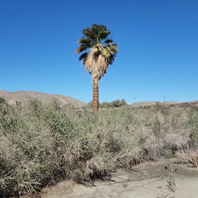 Thousand Palms Oasis Preserve