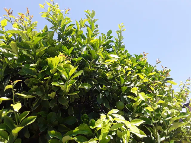 Elegant house near the sea