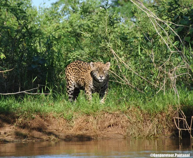 Gasparetour Pantanal Tours