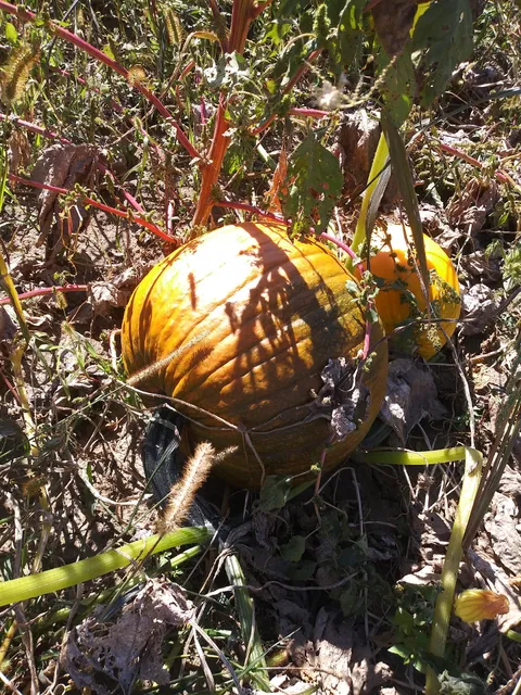 County Line Vegetable & Pumpkin Farm