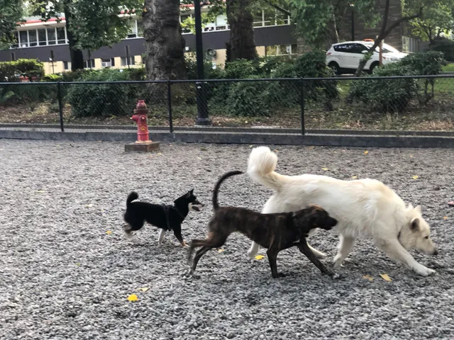 Denny Park Dog Park