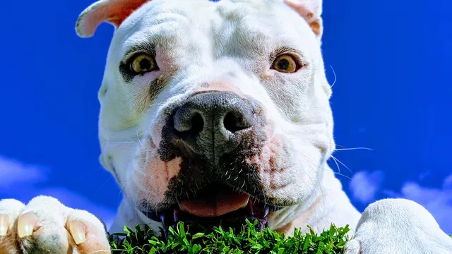 Come Sit Stay Pet Resort