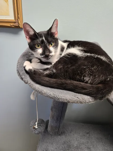 Hobo Hotel For Cats & Kittens