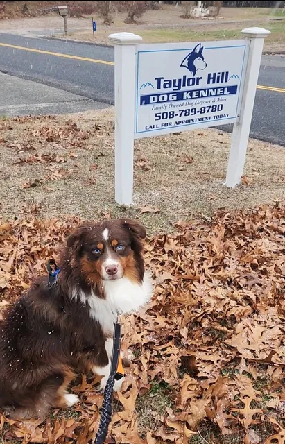 Taylor Hill Dog Kennel
