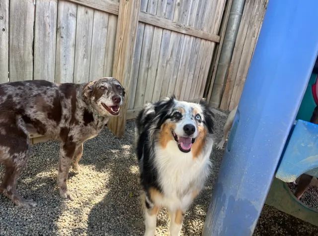 Lucky Pawz Iowa City LLC