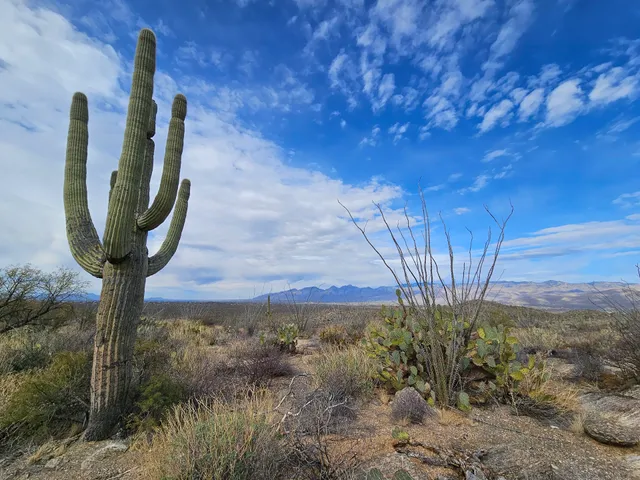 Saguaro National Park Sign