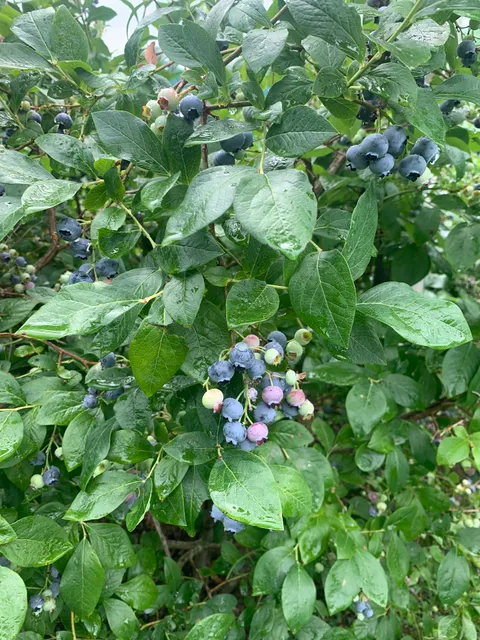 Rocky Point Blueberry Farm