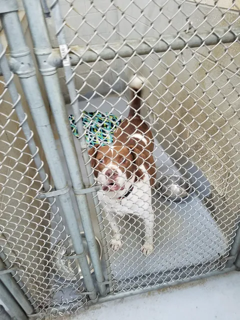 Humane Society of Raleigh County