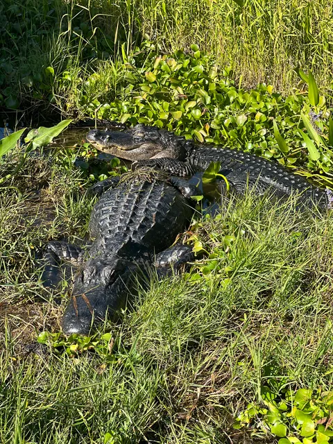 Miami Everglades airboat tours