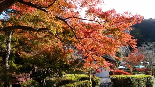 とようけのもり