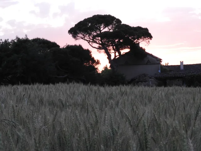 Les Ombelles Albigeoises