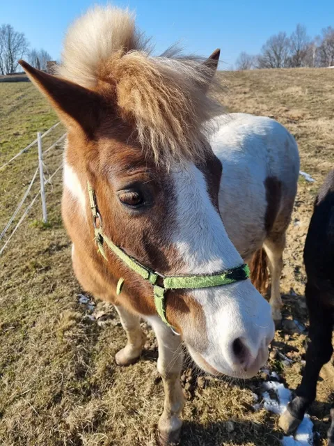 Mini Zoo Uszate Ranczo | Ranczo + Pole Namiotowe w Rybnej