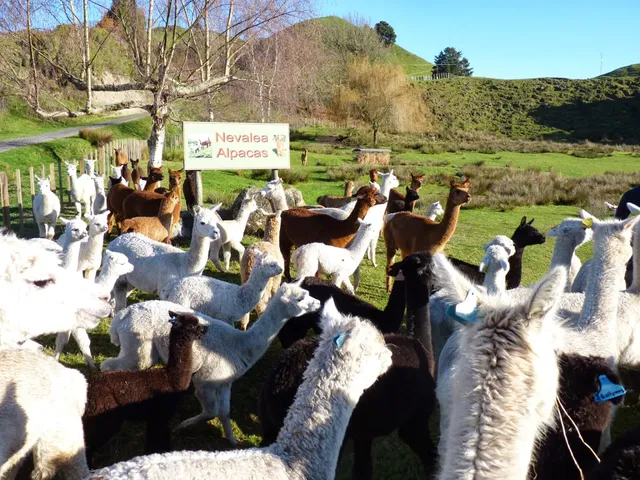 Nevalea Alpacas