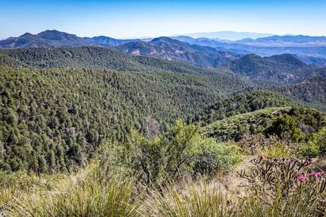 Apache-Sitgreaves National Forest