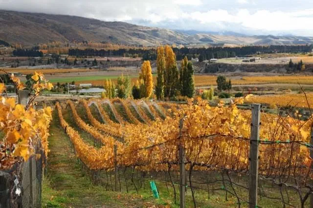 Gate 20 two Vineyard