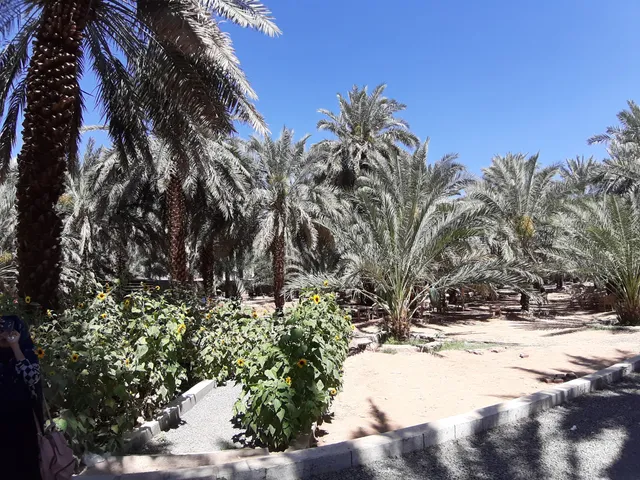 Al-Radadi Farms & Cold Stores (Date Garden)