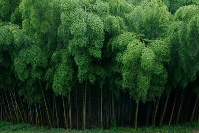 Yokohama International Swimming Pool