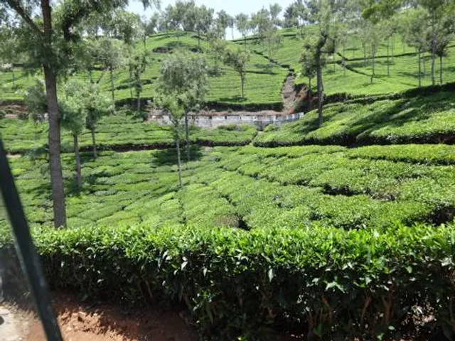 Tea Garden View