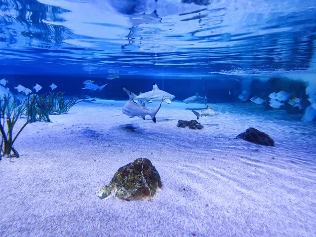 Sea Life Abenteuer Park