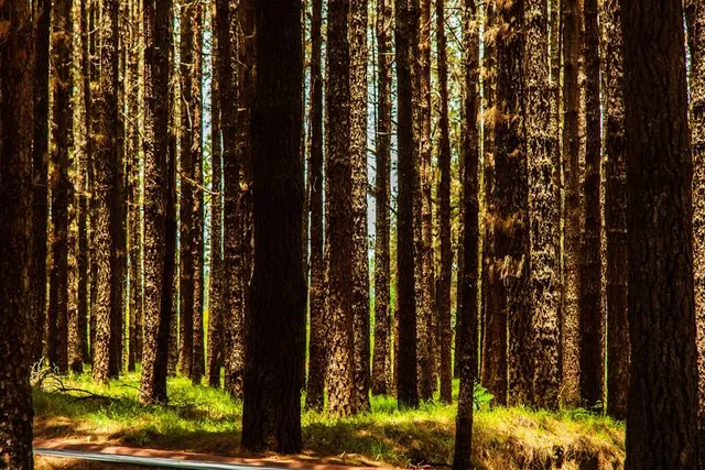 Forestal Park Tenerife