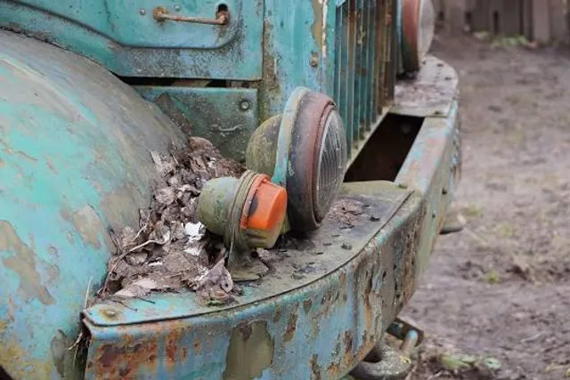 Wild Winds Buffalo Preserve