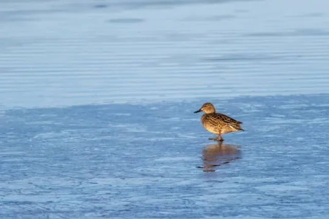 Rundwanderweg | Dillinger See