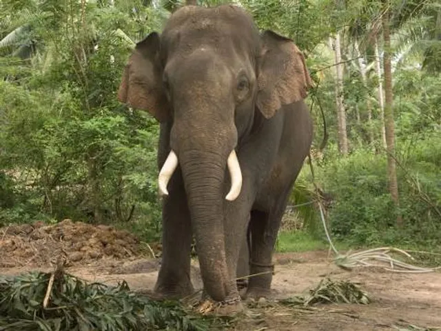 Kodanad Elephant Training Centre