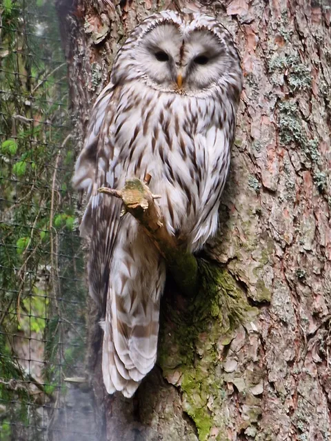 Rovdjurscentret De 5 Stora