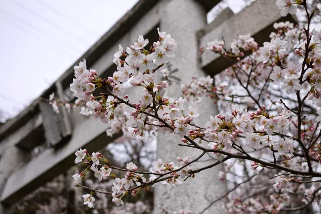 関西身延 真如寺