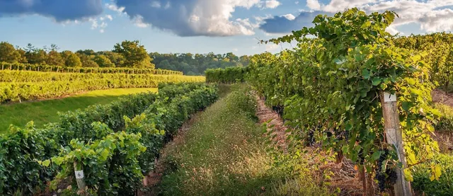 Kacaba Vineyards and Winery