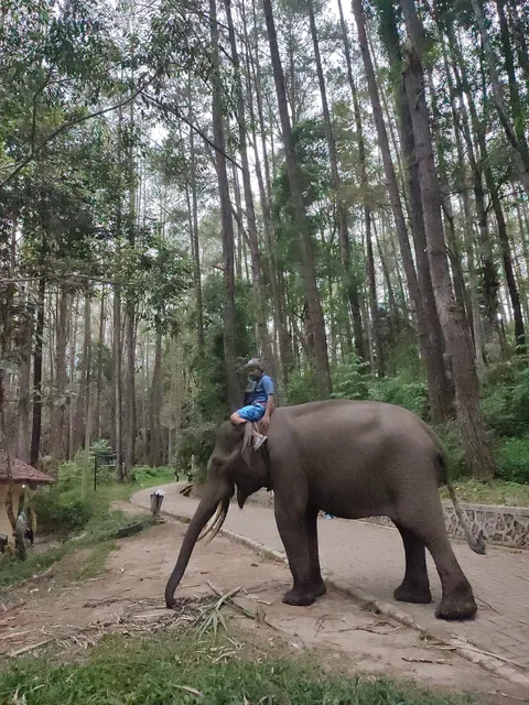 Aek Nauli Elephant Conservation Camp (ANECC)