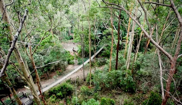 TreeTop Challenge Mt Tamborine - Australia's Largest High Ropes Adventure Park